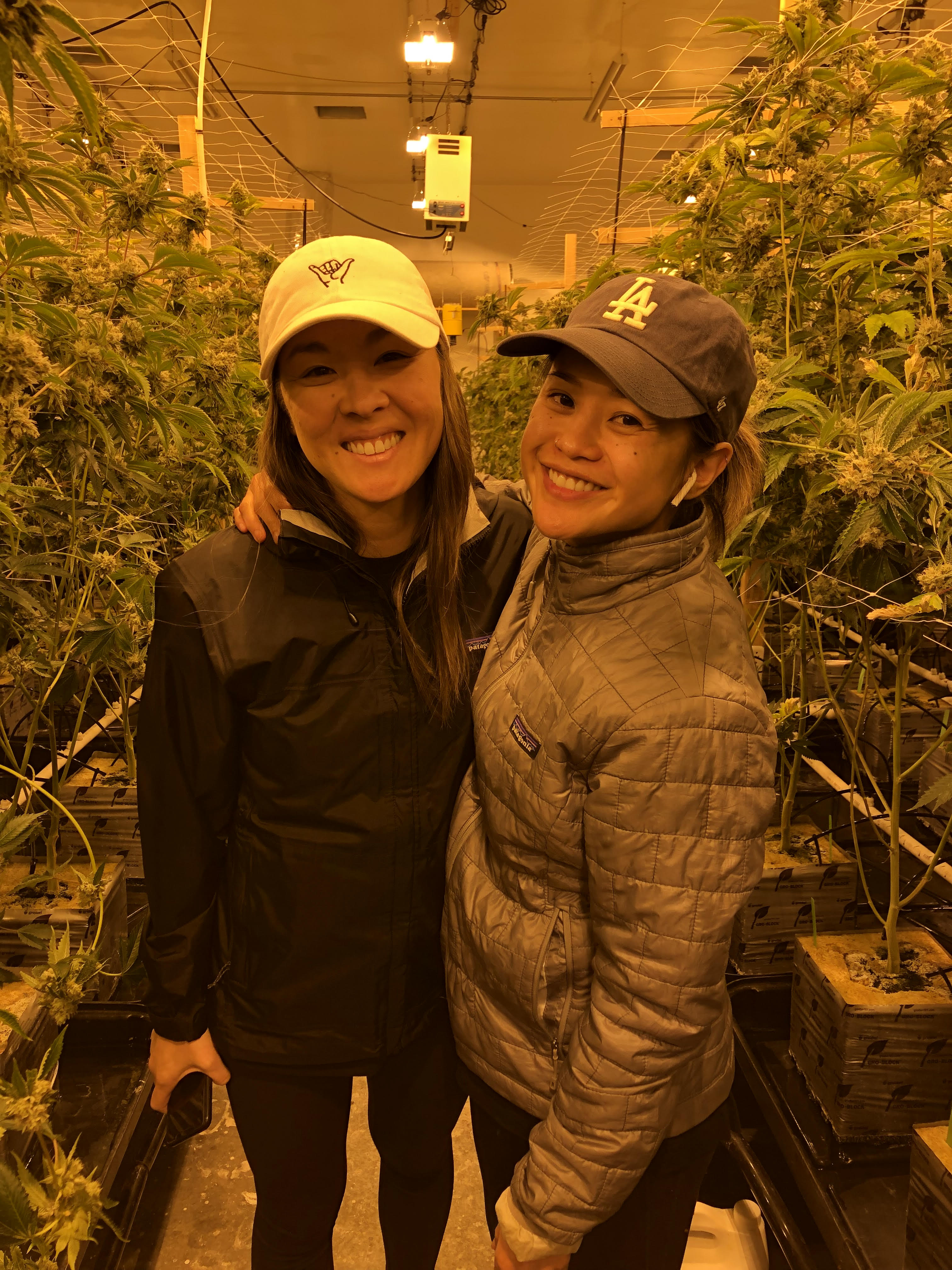 2022 August 22 - Weekly Member Feature - Michelle Mabugat - cannabis